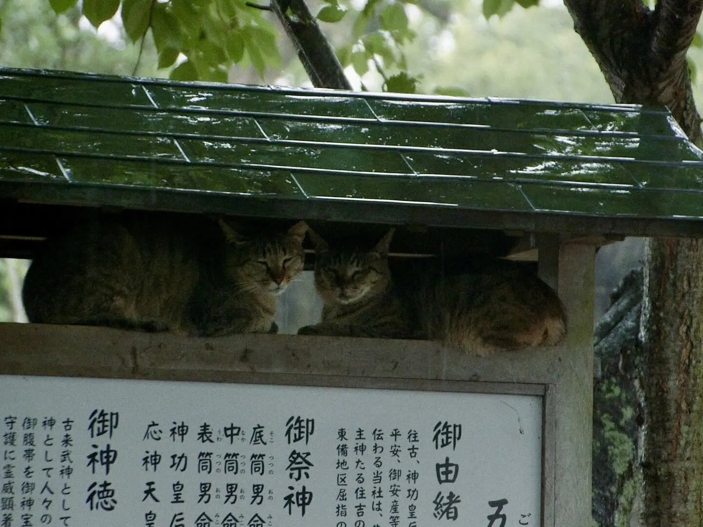 ⛩️ 이키스 신사 이미지 5